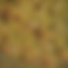 MASD-014 thumbnail