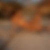 2021phdee/2021-09/[photodromm.com] - 22.09.2021 - Lola - Wild Spirit II (x46, 3000px)