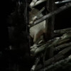 Rambo Ultimate Collection 1080p H264 AC3 DD5.1 Will1869 thumbnail
